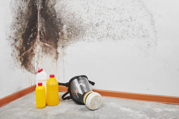 Best Emergency Mold Remediation in Many, LA