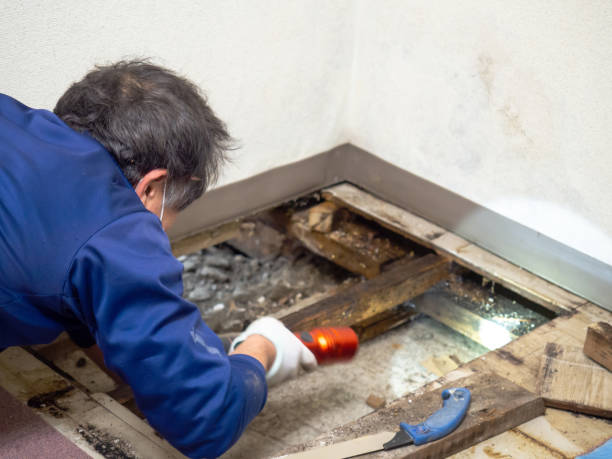 Best HVAC Mold Remediation in Many, LA