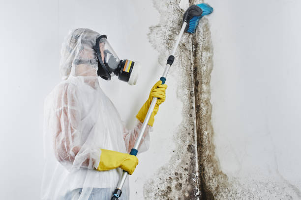 Professional Mold Remediation in Many, LA