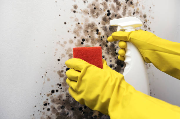 Best Kitchen Mold Remediation in Many, LA